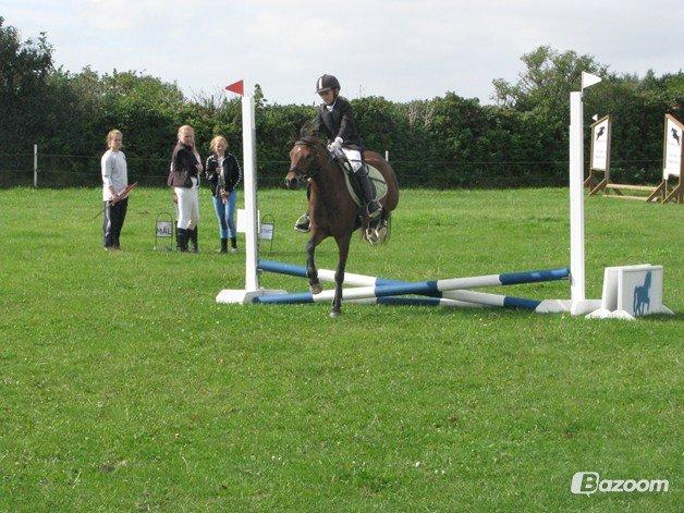 Welsh Pony af Cob-type (sec C) LL. Lundsgårds Jeppe billede 18