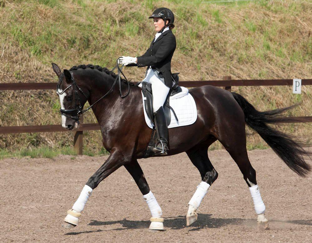 Dansk Varmblod Schnell's Real Dark Lady - Foto: Tine Bjørnø. La1 debut til 66.9%. billede 2