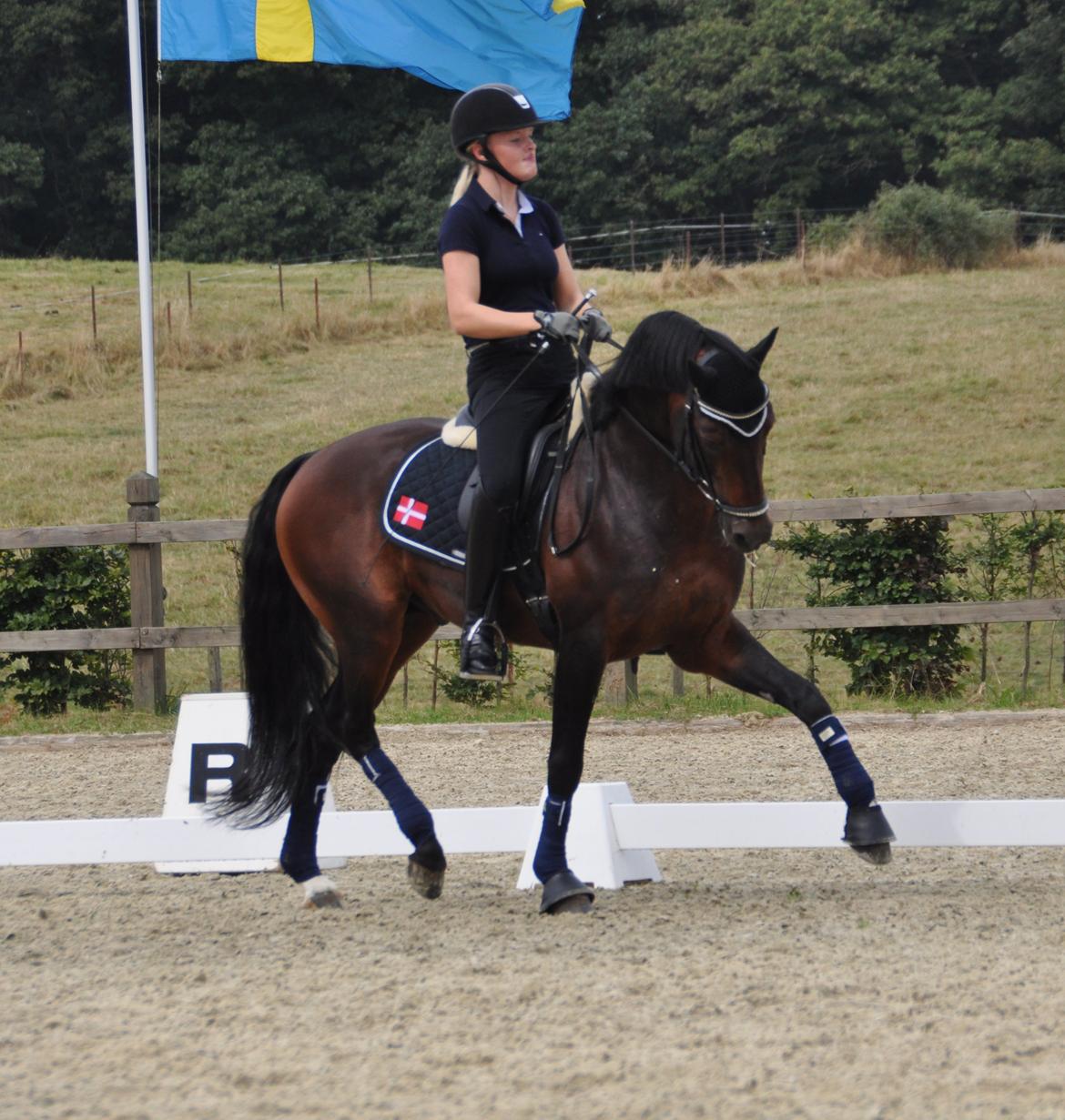 Welsh Partbred (Sec F) Bjerregårds Mozart - Træning Luxembourg billede 8