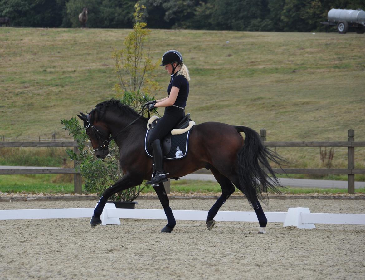 Welsh Partbred (Sec F) Bjerregårds Mozart - træning Luxembourg billede 9