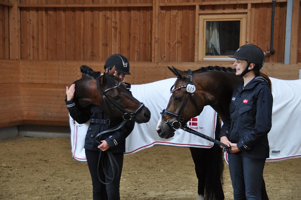 Welsh Partbred (Sec F) Bjerregårds Mozart - Basse og boss til vet. check i luxembourg  billede 10