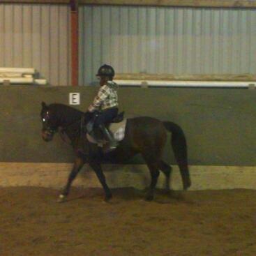 Anden særlig race Solgt koh-I-Noor  billede 3