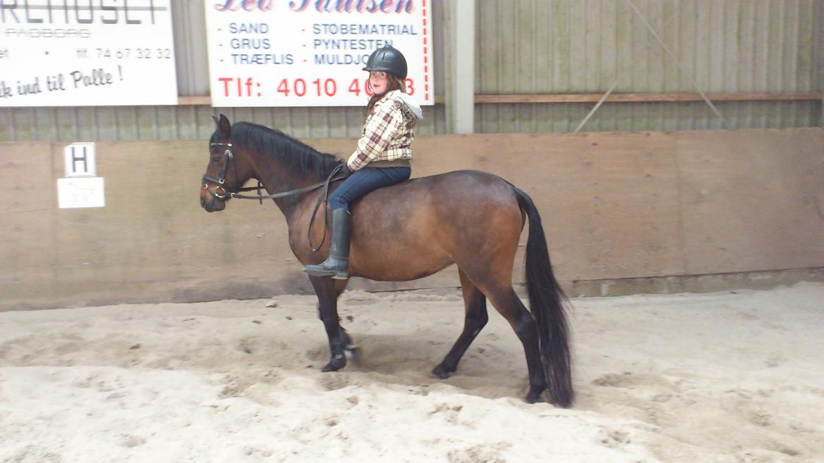 Anden særlig race Solgt koh-I-Noor  billede 5