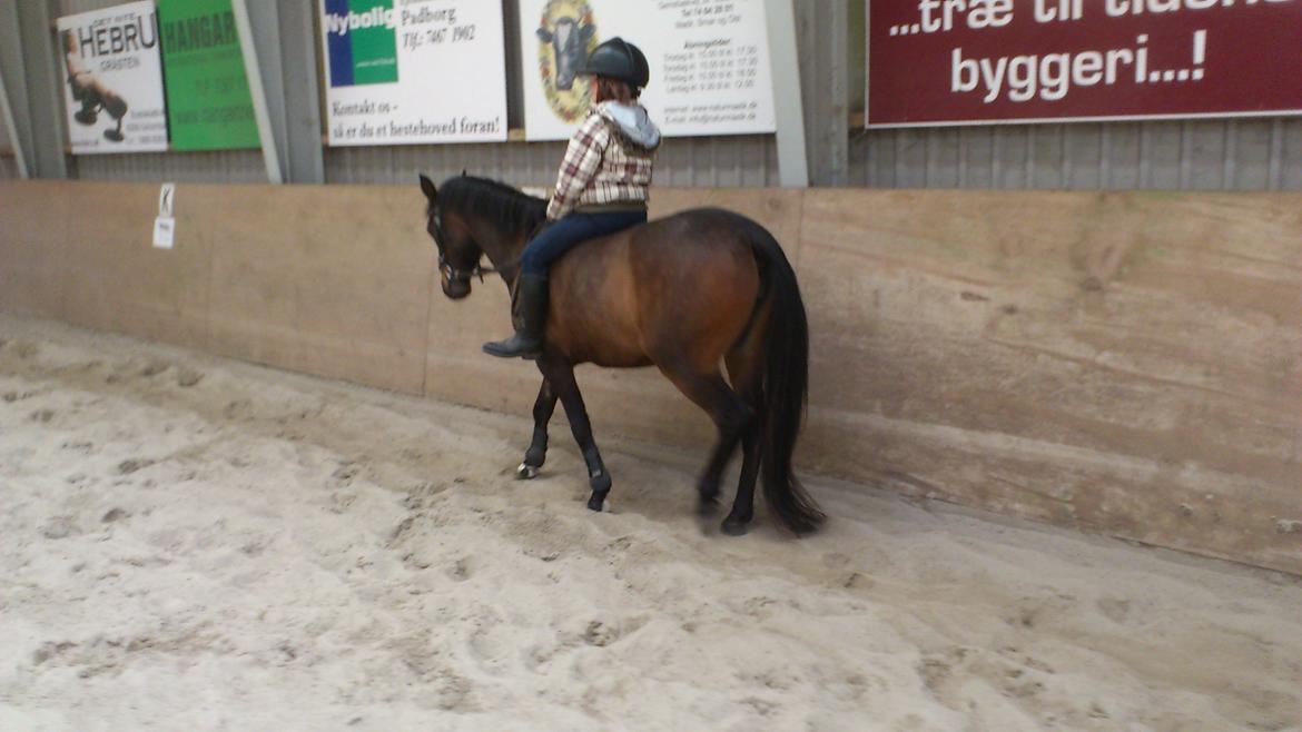 Anden særlig race Solgt koh-I-Noor  billede 7