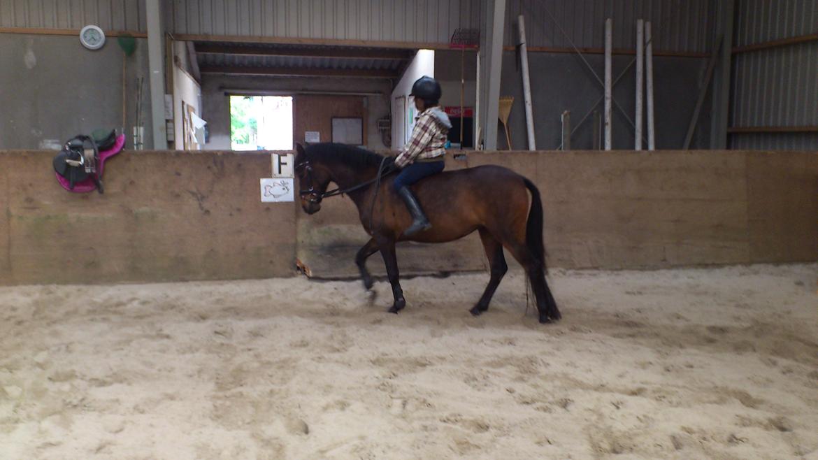 Anden særlig race Solgt koh-I-Noor  billede 8