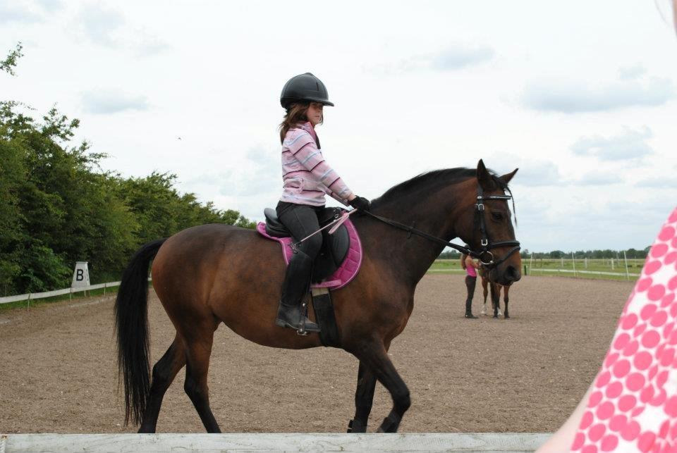 Anden særlig race Solgt koh-I-Noor  billede 9