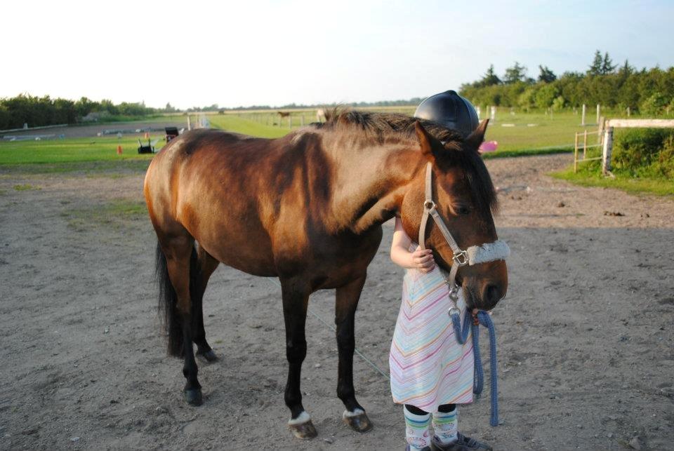Anden særlig race Solgt koh-I-Noor  billede 10