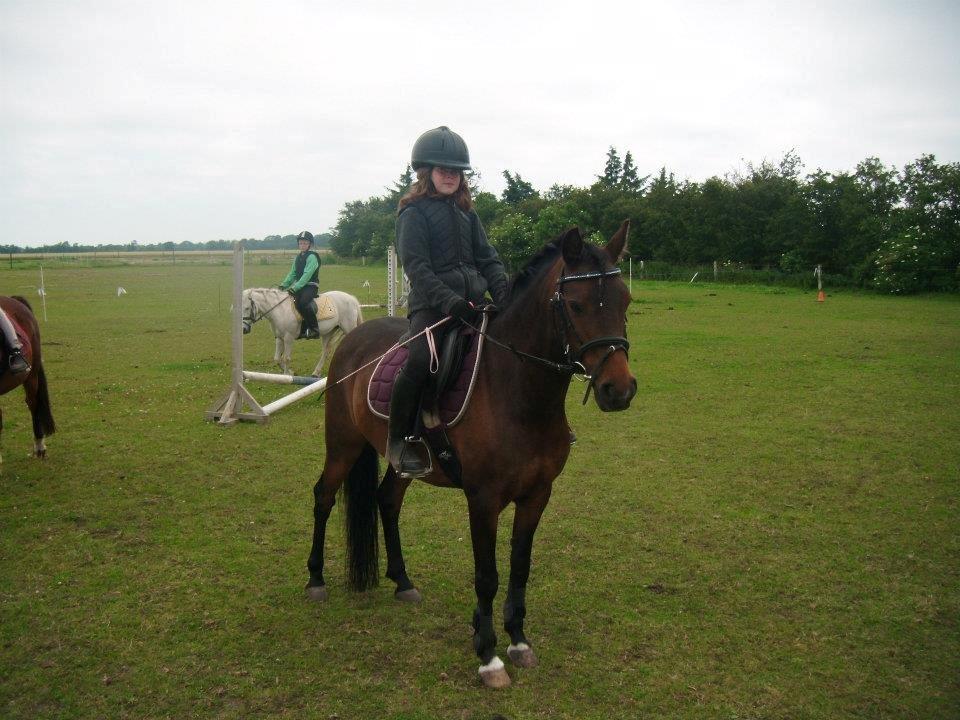 Anden særlig race Solgt koh-I-Noor  billede 12