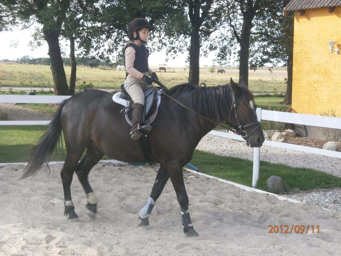 Svensk Sportspony  Blackie brown - Min datter Silvia&Black´sen billede 3