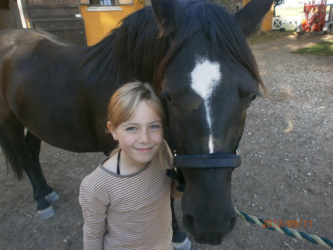 Svensk Sportspony  Blackie brown - Min dejlige datter og min dejlige pony billede 5