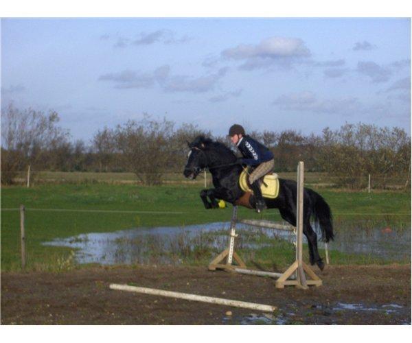Svensk Sportspony  Blackie brown - Den lille pony med den store lyst til spring, godt med masser af iver efter mere spring :) billede 12