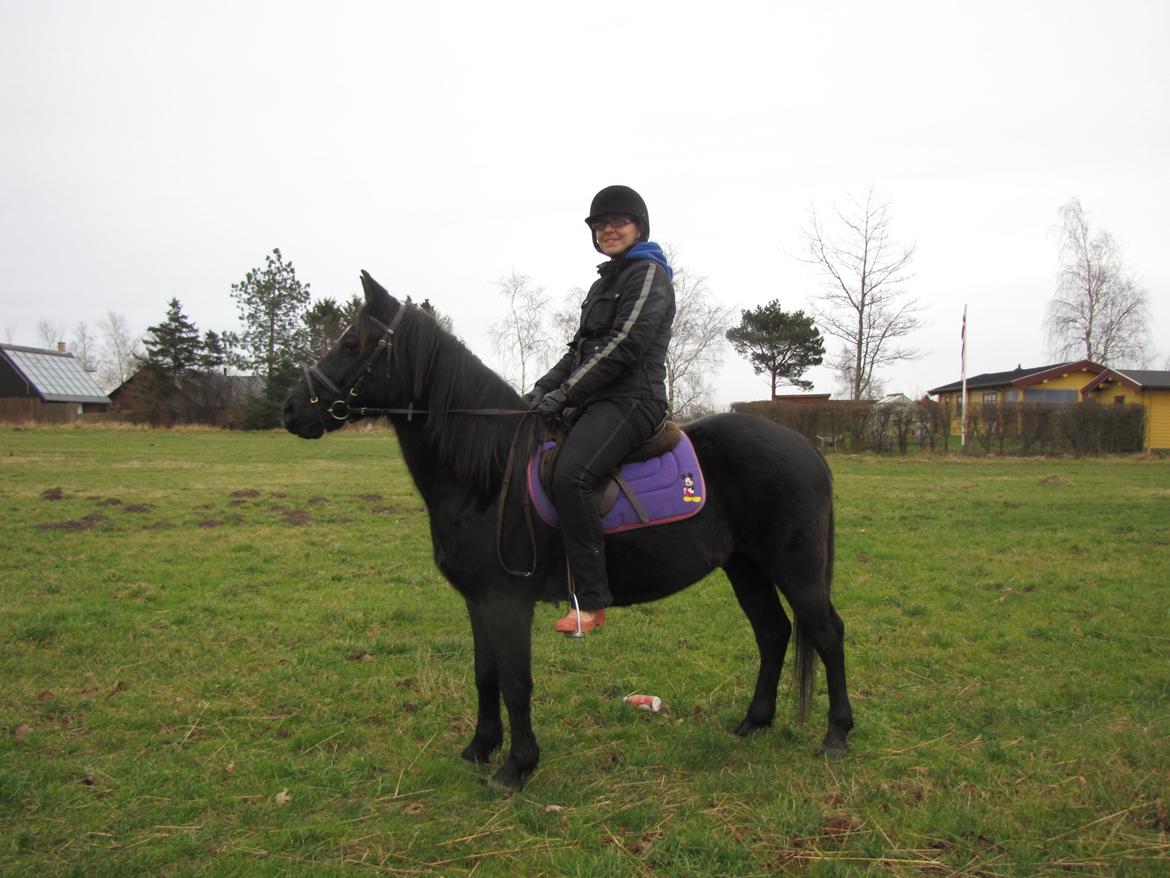 Svensk Sportspony  Blackie brown - Mig&Den pjuskede Pony sidste vinter i Hove på marken, inden vi skal til at gi den max gas ;) billede 14