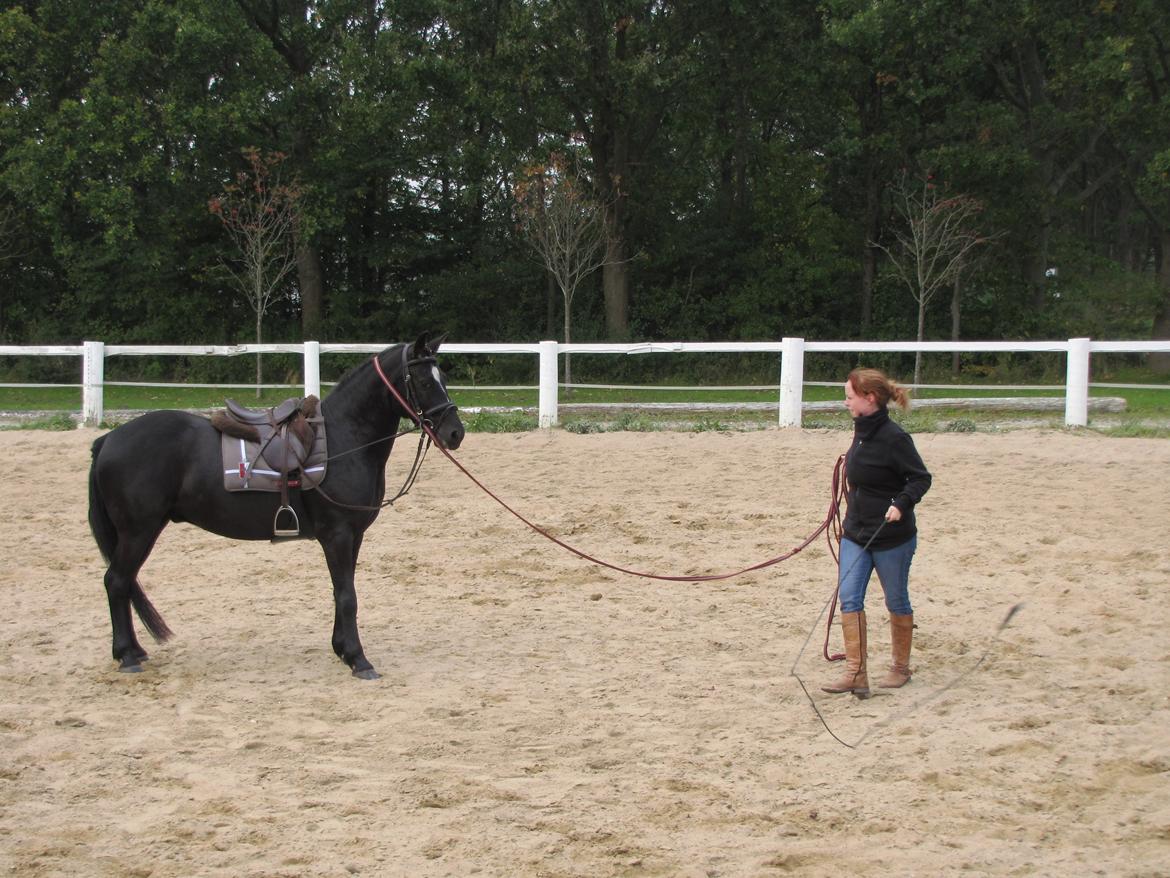 Svensk Sportspony  Blackie brown - Blackie & beridderen  billede 15