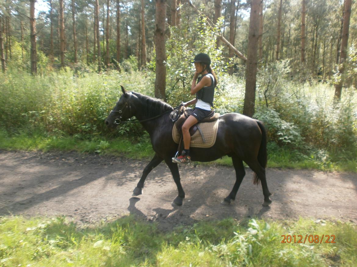 Svensk Sportspony  Blackie brown - Maja&Blackie i skoven på en MEGET varm sommer dag i Vestskoven billede 18