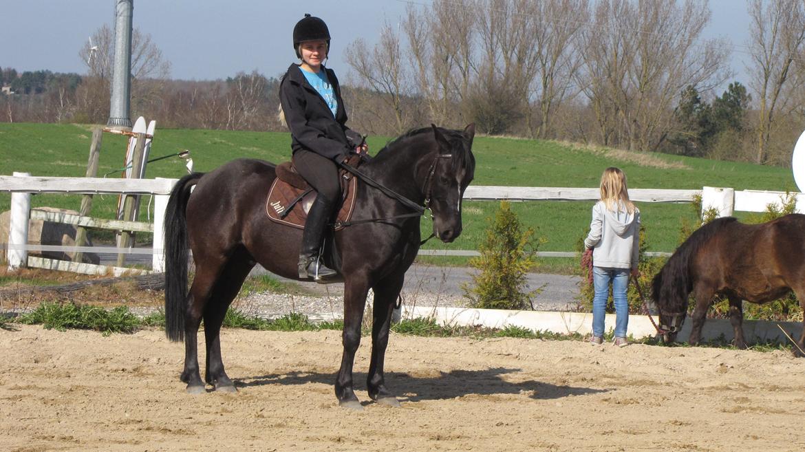 Svensk Sportspony  Blackie brown - Josefine&Blackie sidste sommer i Hove billede 1