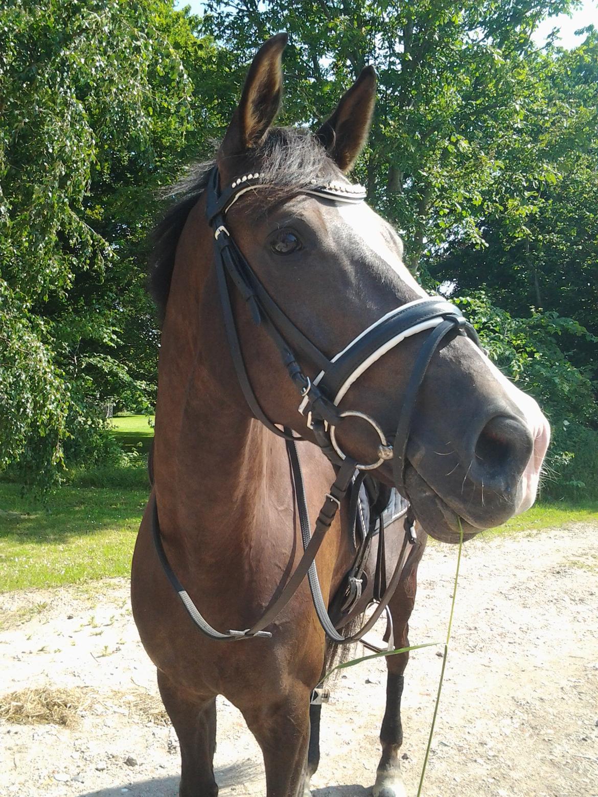 Dansk Varmblod Daner Canto billede 2