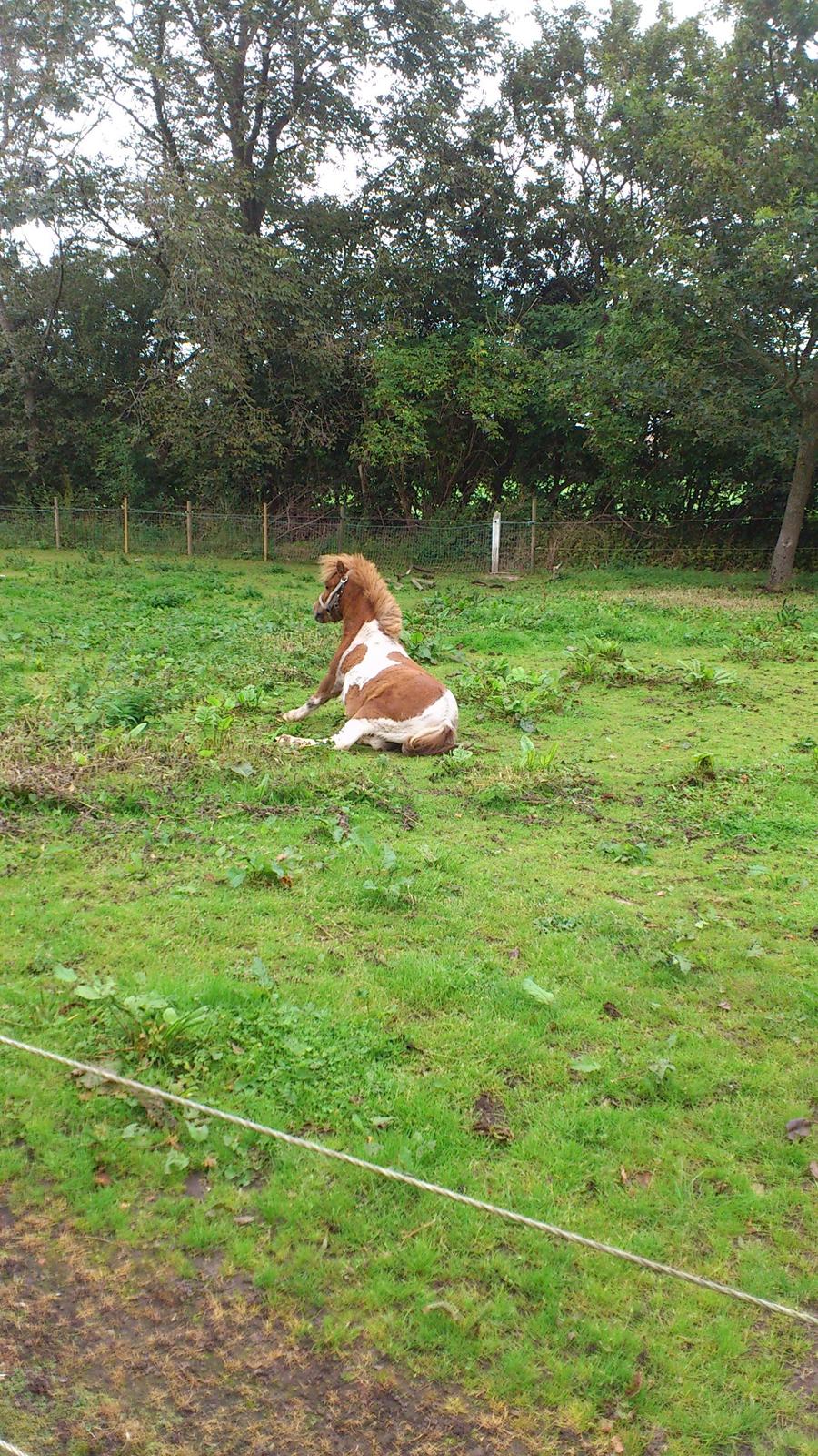 Anden særlig race Hugo - Hugo blevet lidt krigs fornemmeret over jeg ikke havde en guleroder med til ham. <3  billede 3