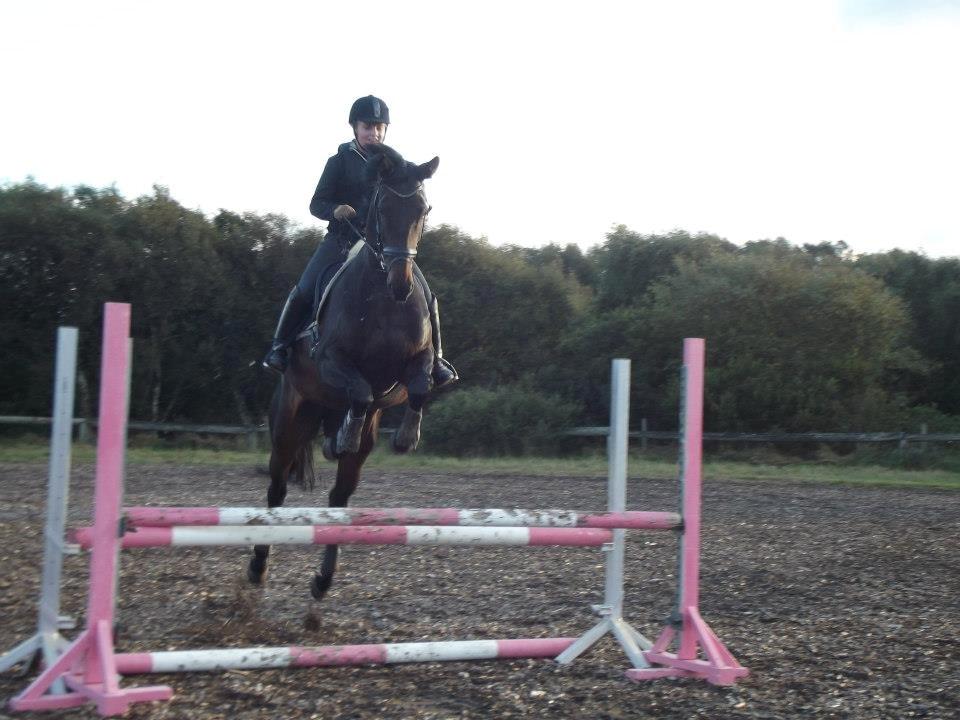 Dansk Varmblod Visa Bella billede 2