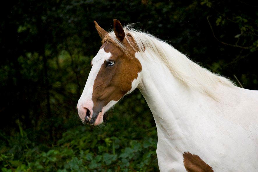 Pinto Blue Eyed Apache billede 5