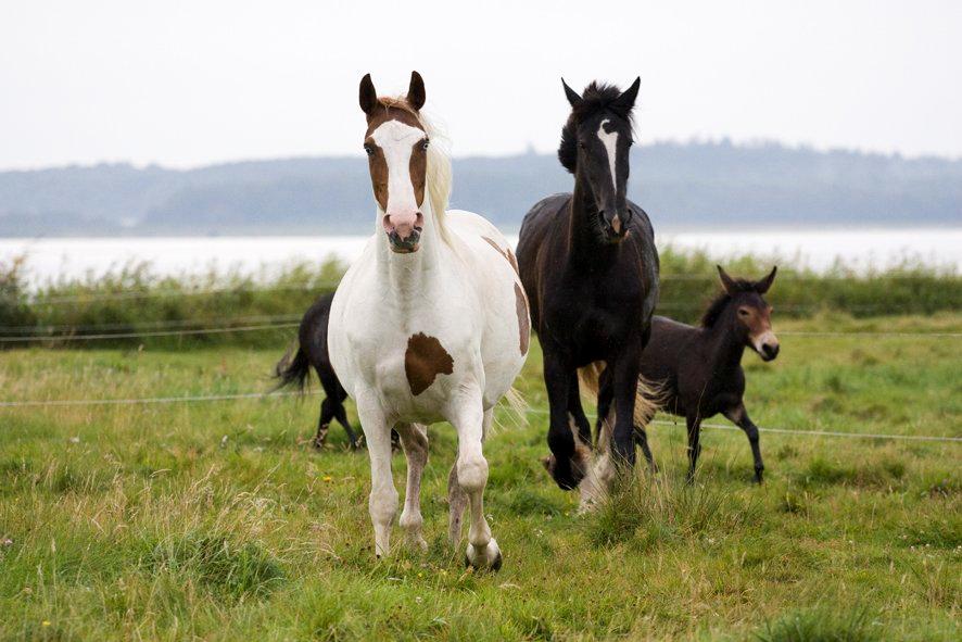 Pinto Blue Eyed Apache billede 13