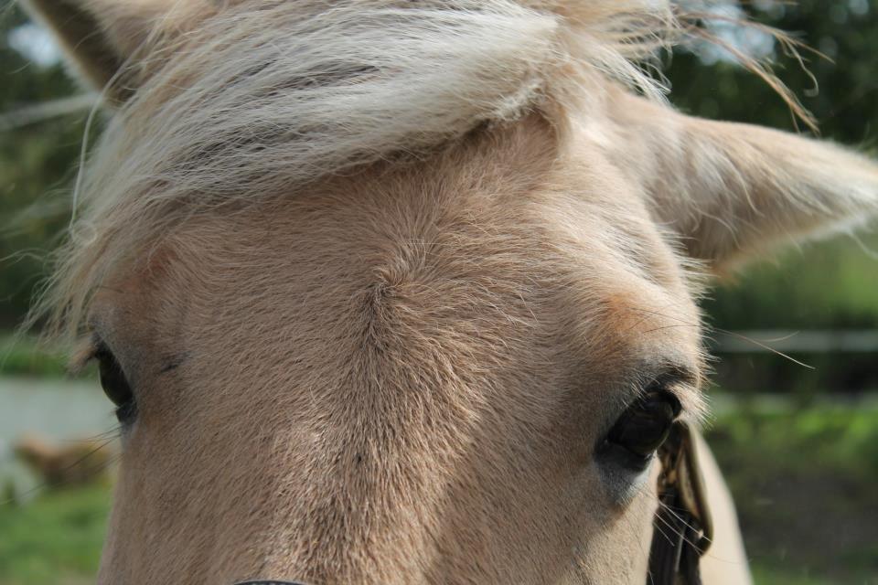 Fjordhest Frøja (PRINSESSEN<3) - Beautiful eyes, beautiful horse<3 billede 6