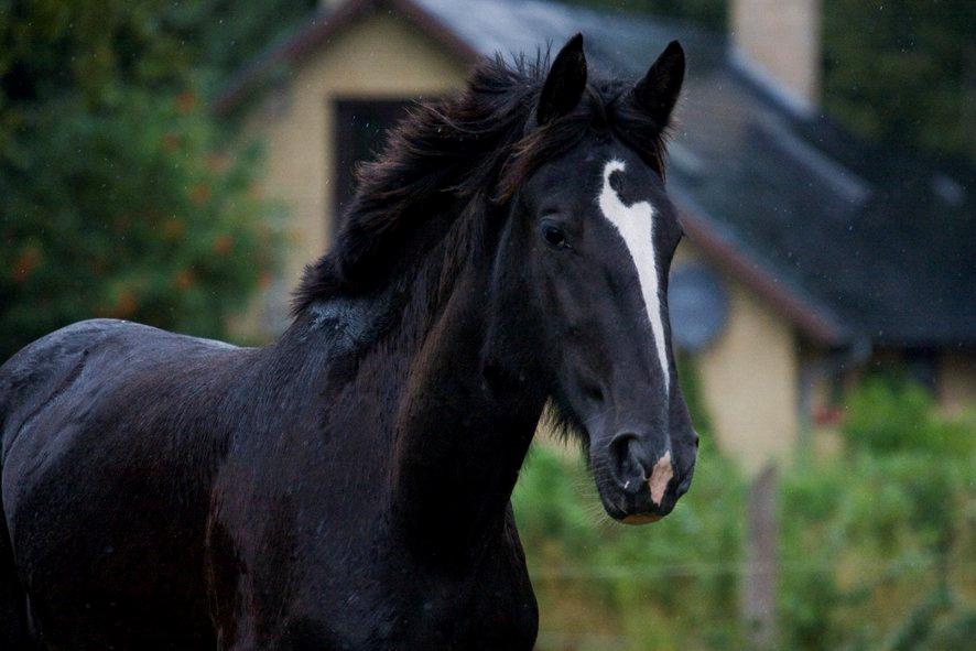 Shire Bjerggårdens Fifi Olsen billede 11