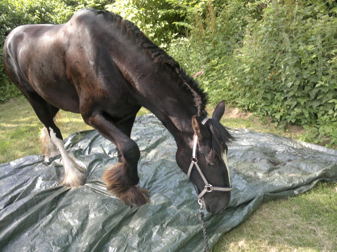 Shire Bjerggårdens Fifi Olsen billede 12