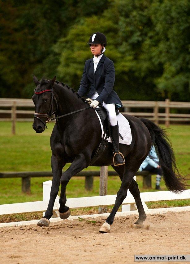 Oldenborg Sigersholmgårds Firano - LB2 program 65,56 % 8/9-2012 foto: animal-print billede 6