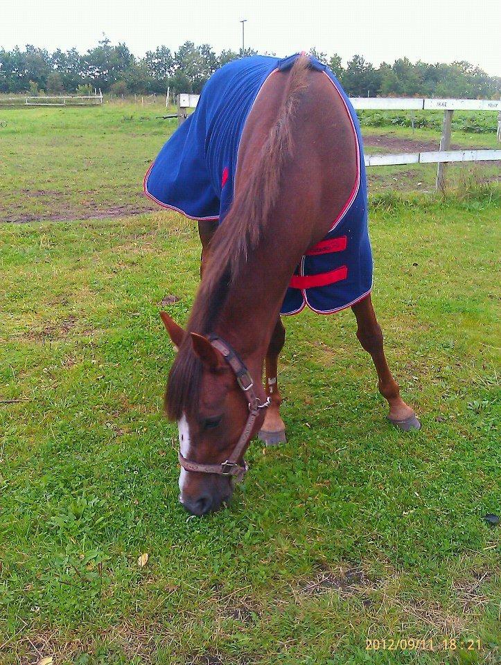 Standardbred Jaqueline Egely "Luna" - Min sultne ven :o) billede 17