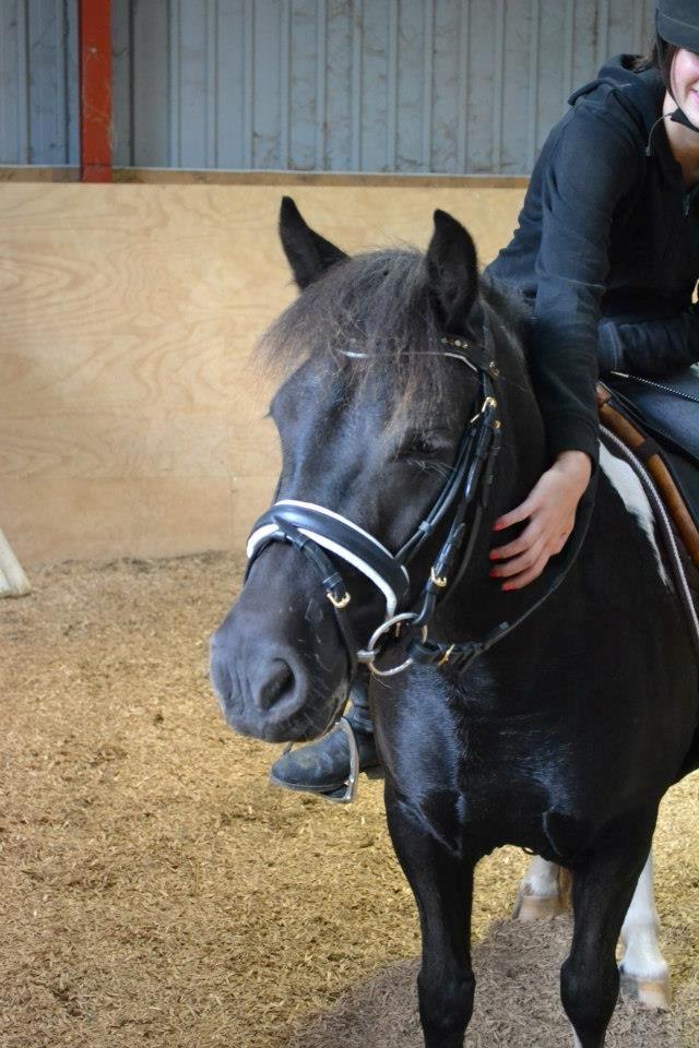 Anden særlig race Sally <3 billede 16