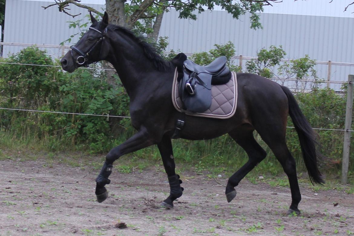 Dansk Varmblod Extrem billede 11