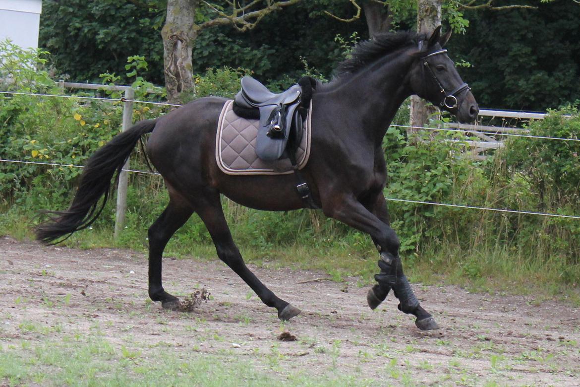 Dansk Varmblod Extrem billede 12