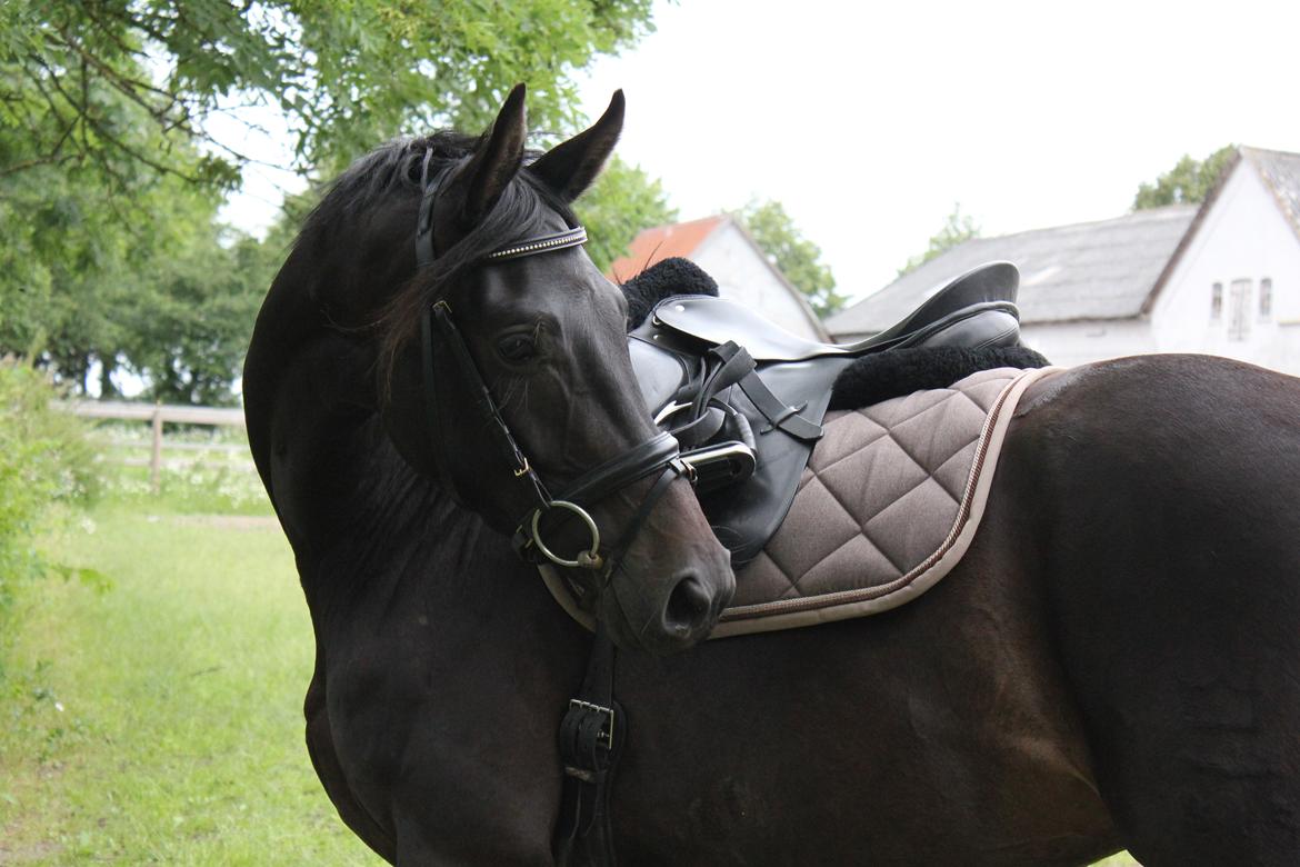 Dansk Varmblod Extrem billede 2