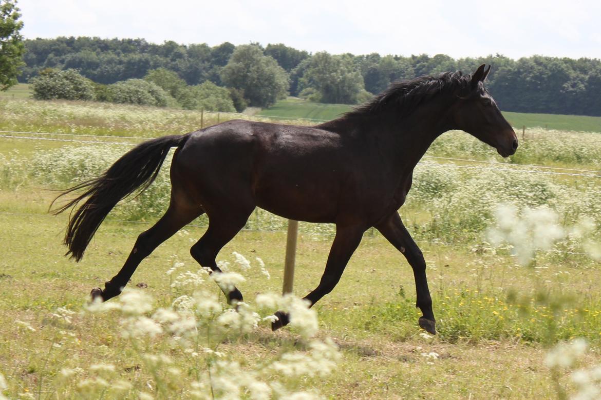 Dansk Varmblod Extrem billede 13