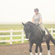 Anden særlig race Romeo