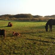 Anden særlig race Romeo