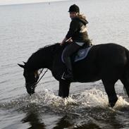 Anden særlig race Romeo