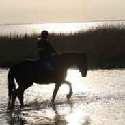 Anden særlig race Romeo