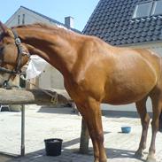 Frederiksborg Hulsøgårds Atasia