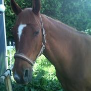 Anden særlig race Fijü