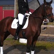 Dansk Varmblod Celica