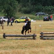 Dansk Varmblod Celica