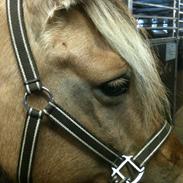 Anden særlig race Jessica