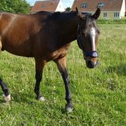 Anden særlig race Kassim