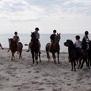 Anden særlig race Fie engholm