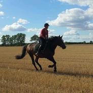 Anden særlig race jessi