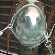 Anden særlig race jessi