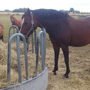 Anden særlig race jessi