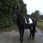 Oldenborg Mayeni Bakkegaard