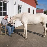 Tennessee Walker Pearl of Justice